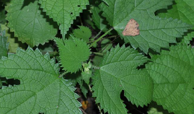  p>浙江蝎子草(学名: i>girardinia chingiana /i>)是荨麻科蝎子草属