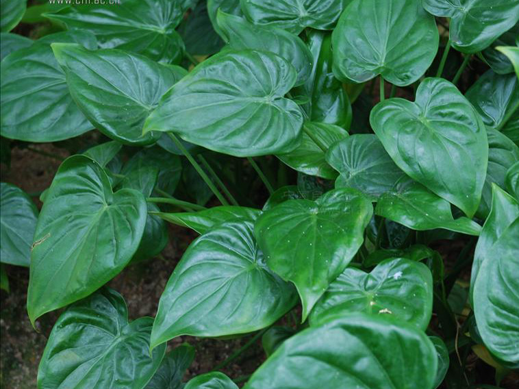 尖尾风,为马鞭草科植物尖尾枫 em>callicarpa longissima /em> (hemsl