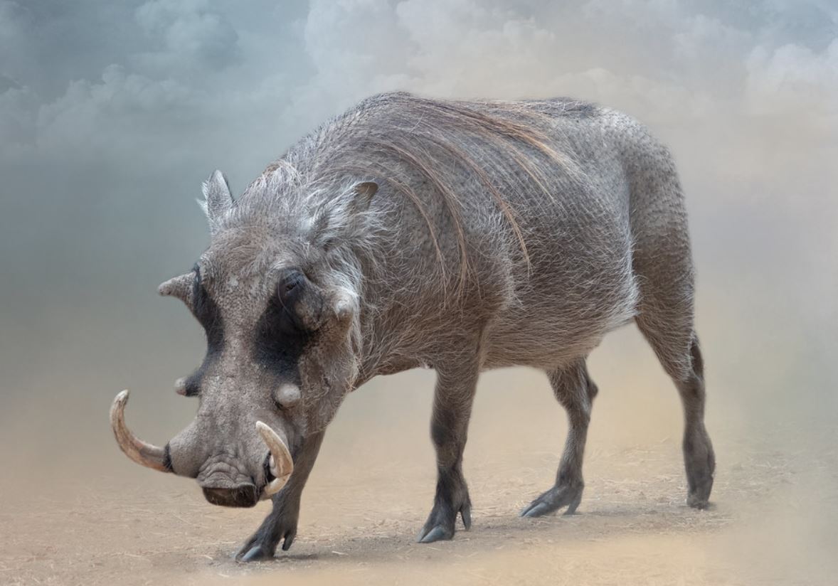  p>疣猪属(学名: i>phacochoerus /i>):体重在50-150千克.