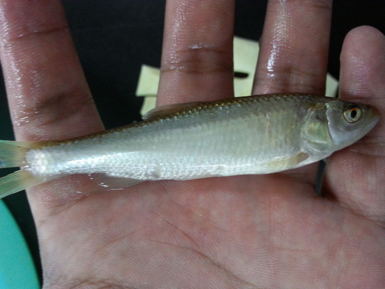  p>白鲦, i>hemiculter leucisculus /i> (basilewsky, 1855),鲌亚科 