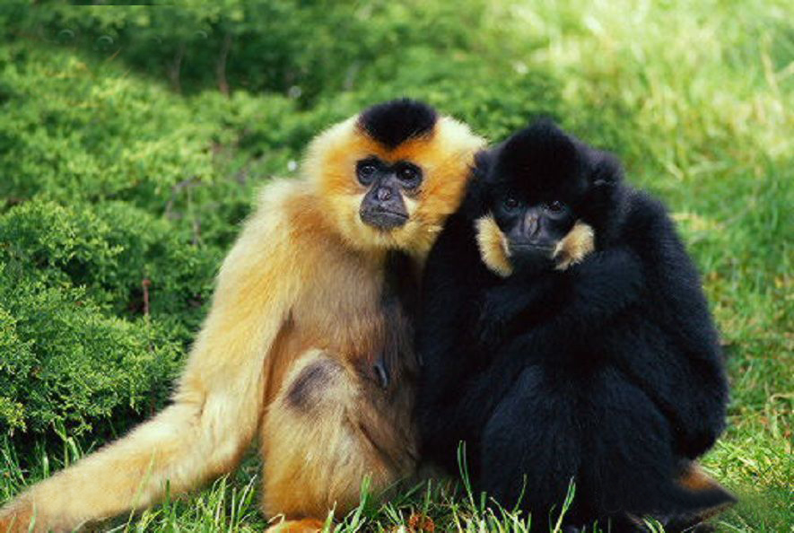  p>东黑冠长臂猿(学名: i>nomascus nasutus /i>):是长臂猿科,黑冠