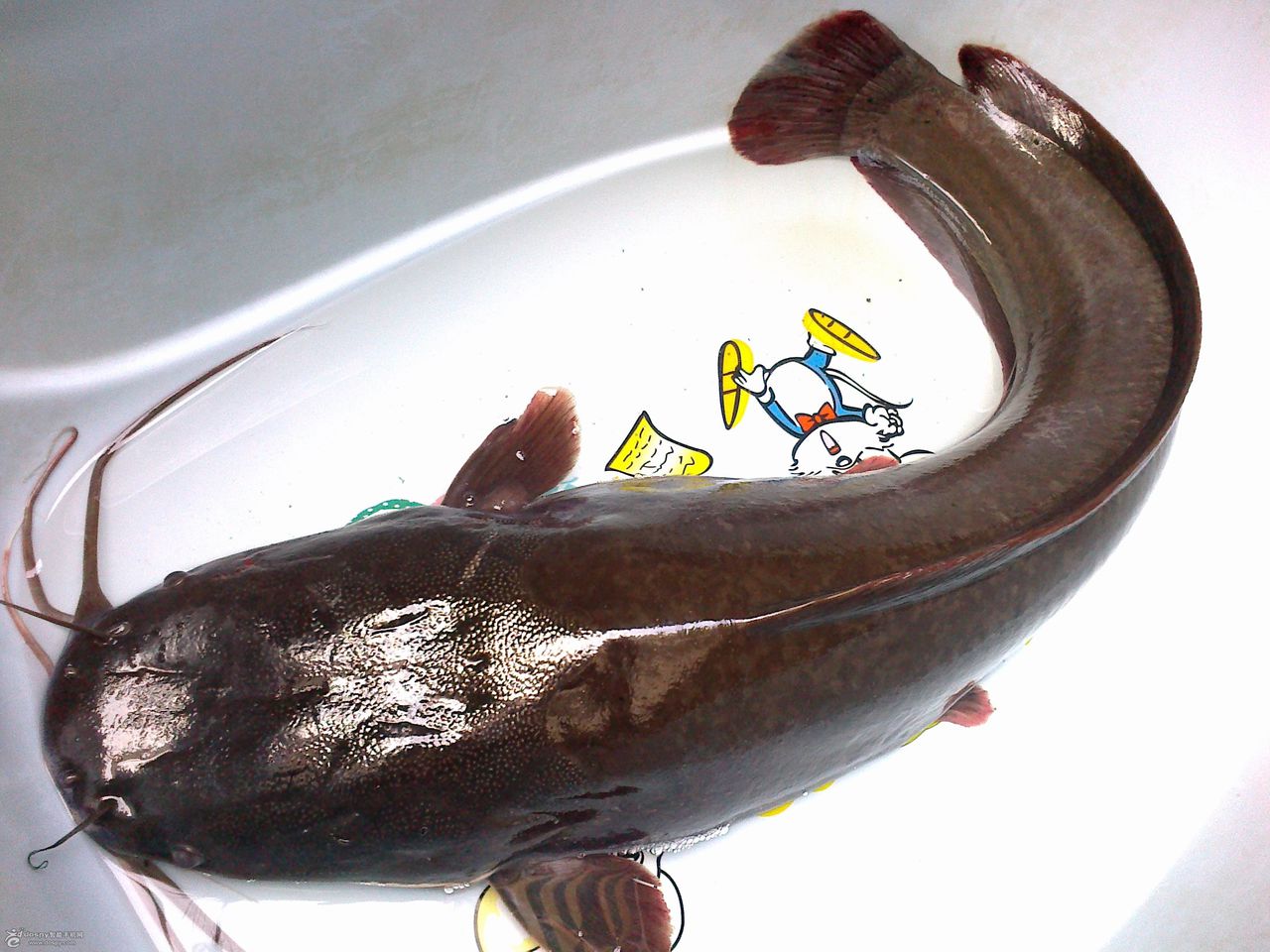  p>鲶鱼又名 a target="_blank" href="/item/胡子鱼/9904131" data