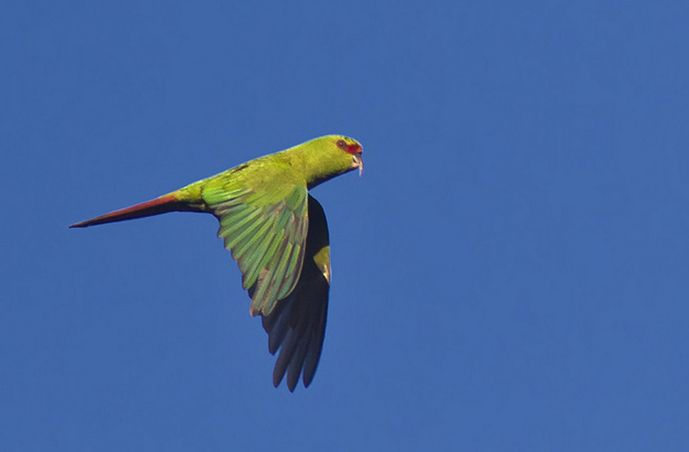  p>尖嘴锥尾鹦鹉(学名:enicognathus leptorhynchus)是典型的 a href=