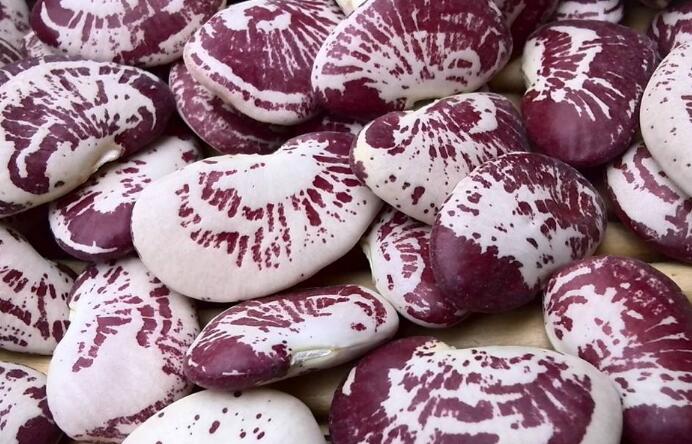 phaseolus coccineus l.