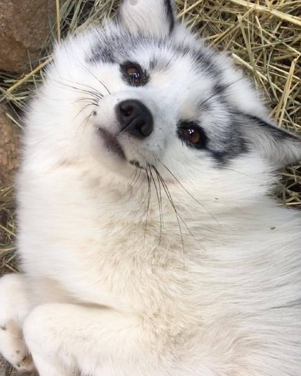  p>大理石狐,又称熊猫狐, a target="_blank" h