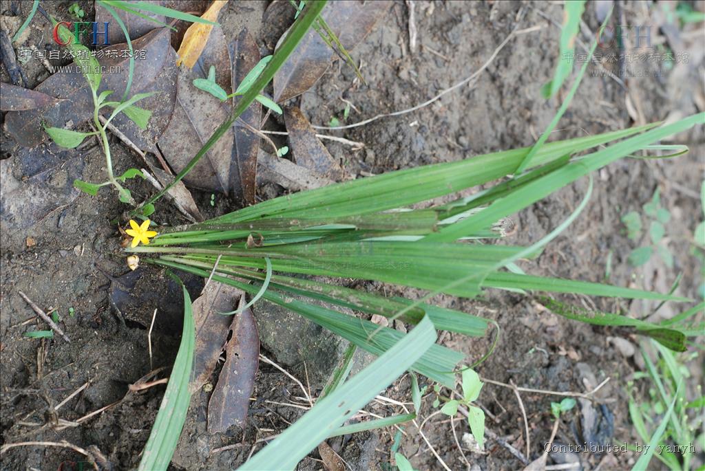  p>仙茅属的植物为 a target="_blank" href="/item/多年生草本