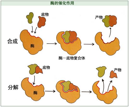 催化作用_百度百科