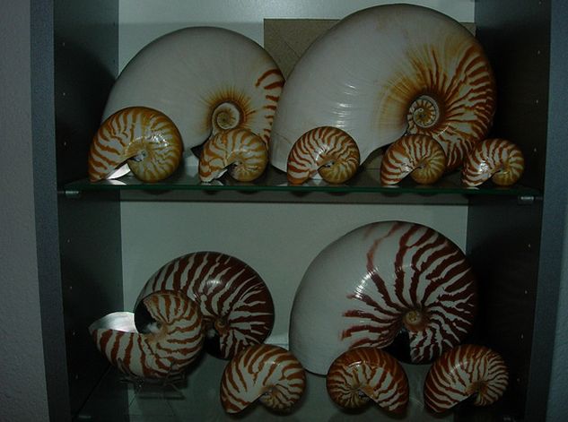  p>鹦鹉螺(学名:nautiloidea):是头足纲,鹦鹉螺科的海洋 a href="#">