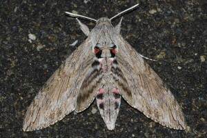  p>甘薯天蛾, i>agrius convolvuli /i>,为 a href="#" data-lemmaid=