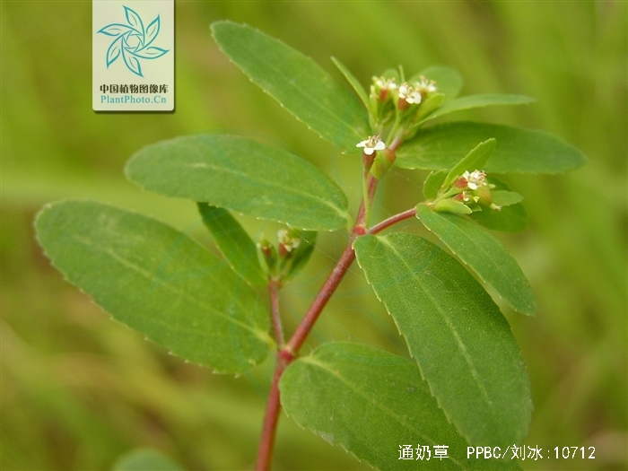 通奶草
