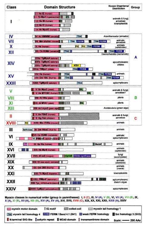  p>肌球蛋白(myosin),又称为肌凝蛋白,是 a target="_blank" href="