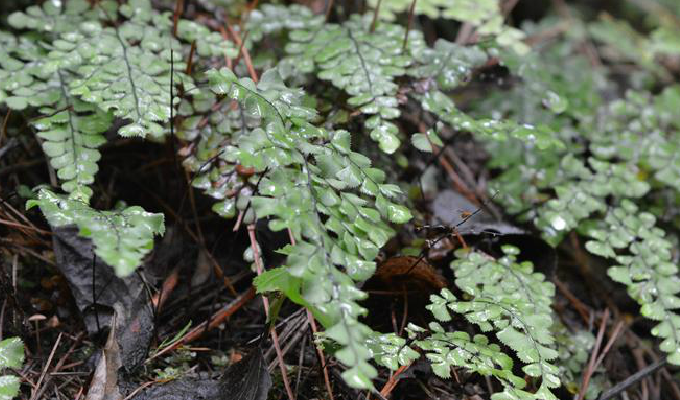  p>白背铁线蕨(学名: i>adiantum davidii /i> franch.