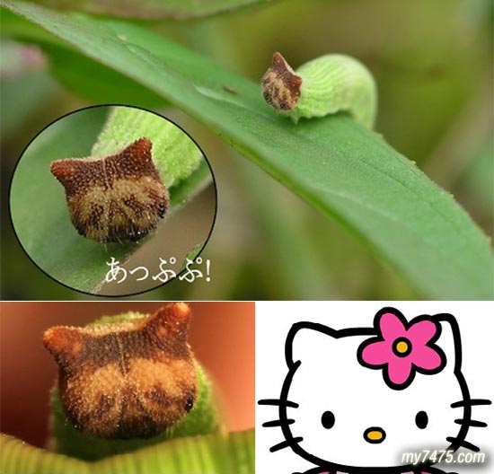  p>稻眼蝶是一种水稻常见虫害,在我国河南,陕西以南,四川,云南以东