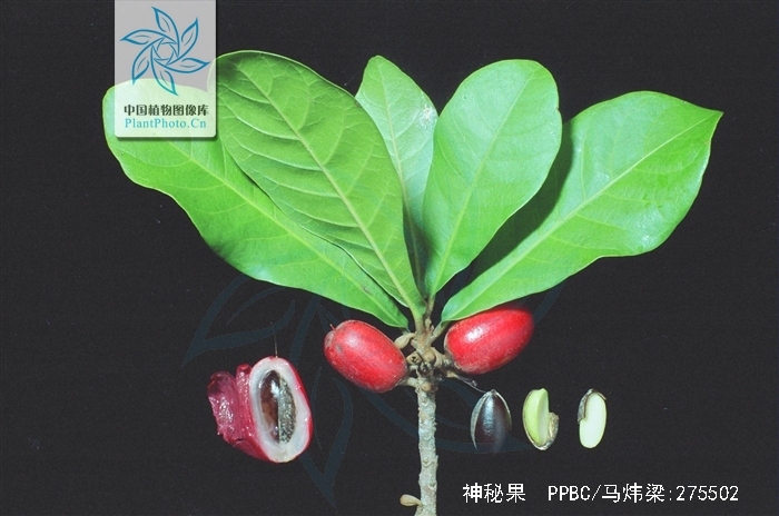daniell)是山揽科神秘果属植物,多年生常绿灌木,树高3-4.
