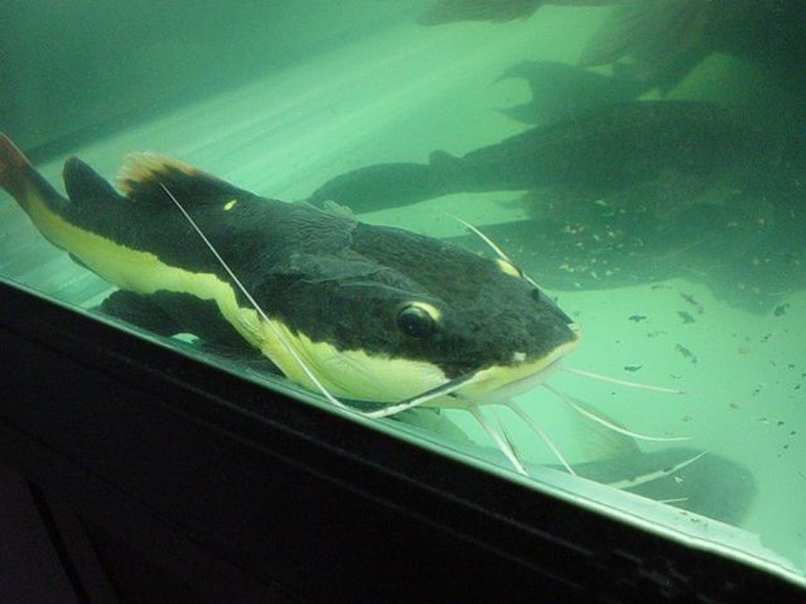  p>斑尾刺鰕虎鱼, i>acanthogobius elongata  /i>(fang,1942),鰕鯱鱼