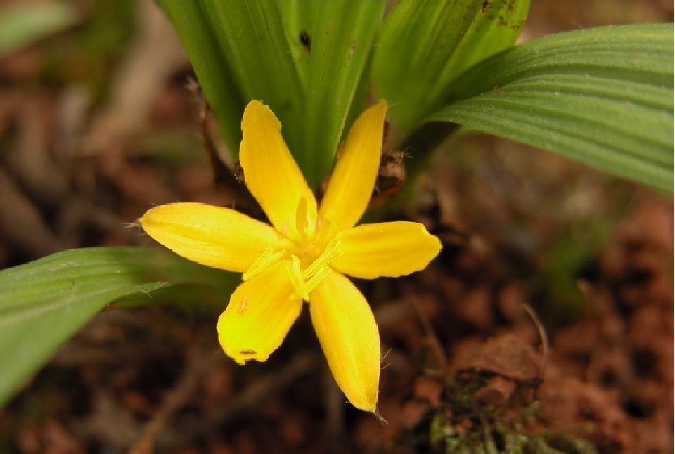  p>仙茅(学名: i>curculigo orchioides gaertn /i>.