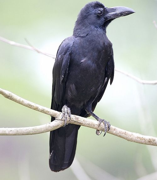  p>大嘴乌鸦指名亚种(学名: i>corvus macrorhynchos macrorhynchos 