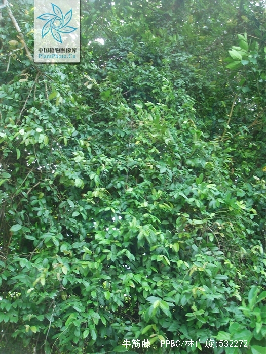 malaisia scandens (lour.) planch.