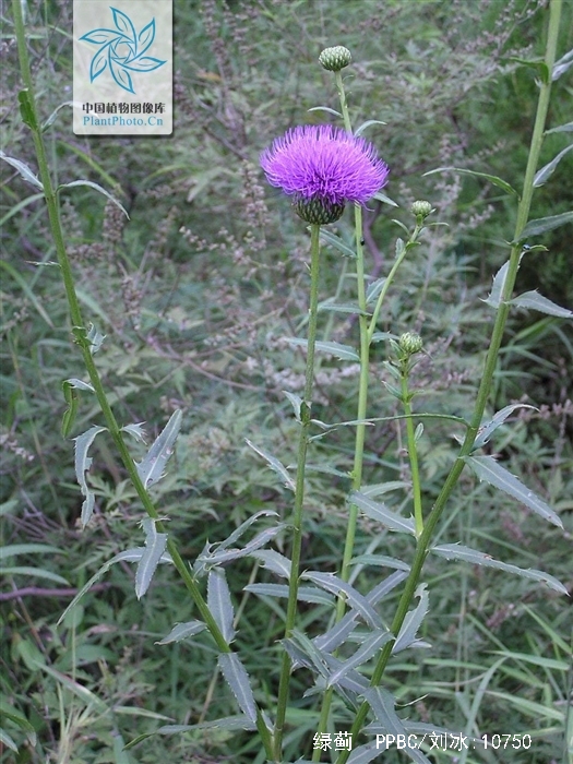  p>绿蓟(学名:cirsium chinense gardn. et champ.