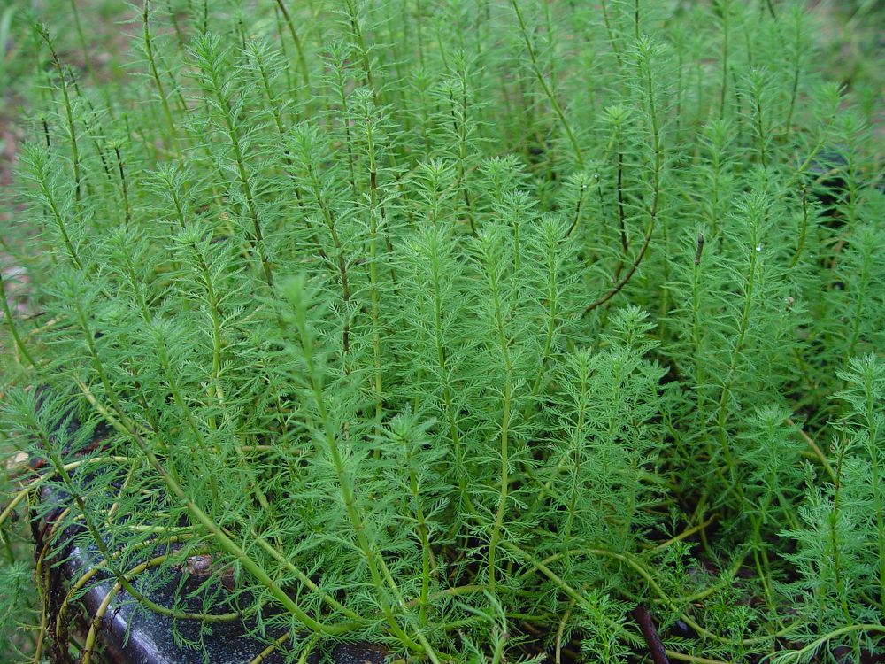  p>狐尾藻(学名: i>myriophyllum verticillatum /i>  l.
