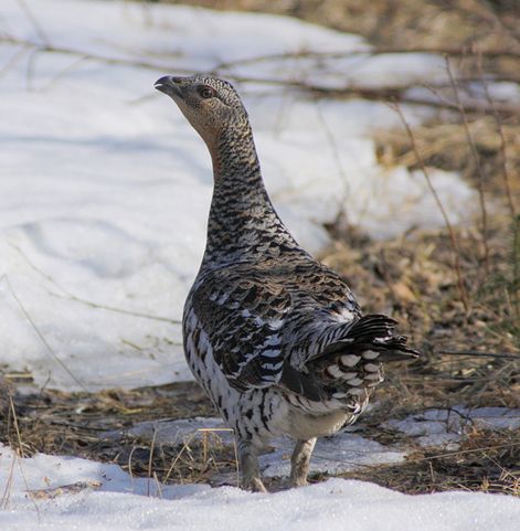  p>松鸡(学名: i>tetrao urogallus /i>):是 a target="_blank" href=