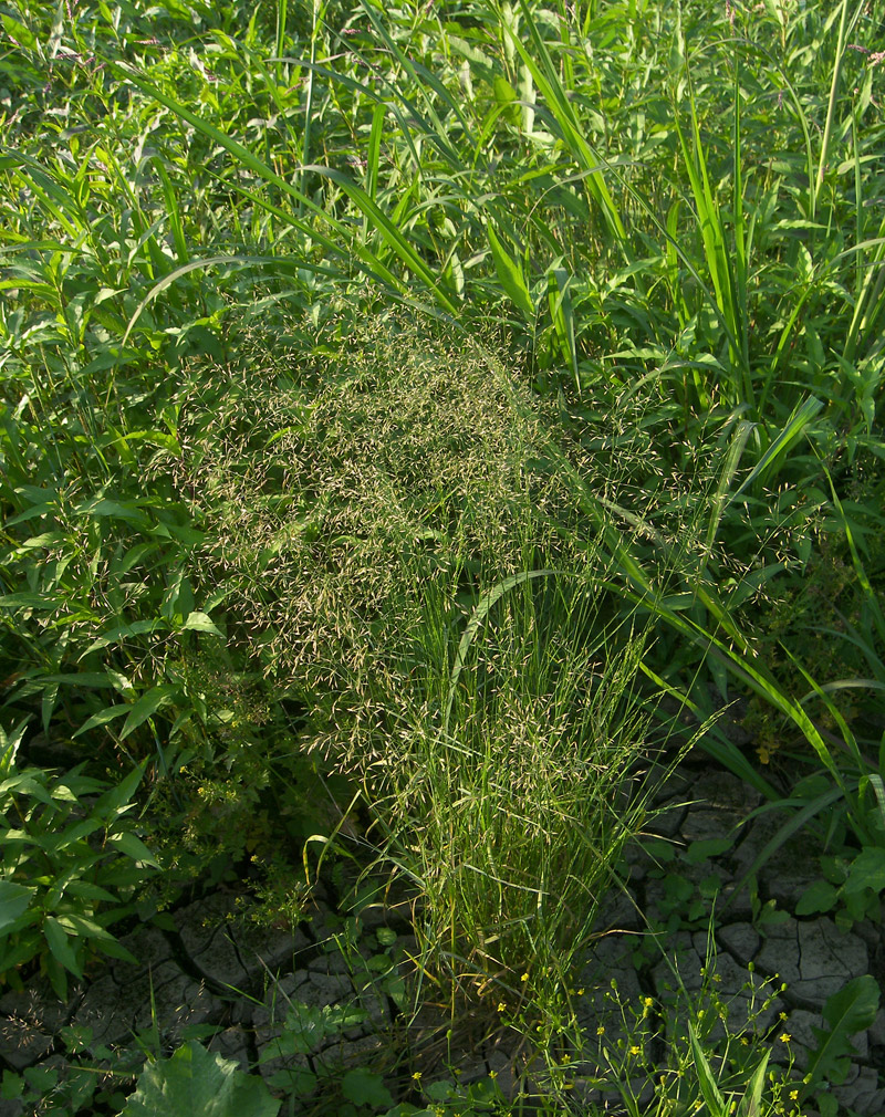  p>冷地早熟禾(学名: i>poa crymophila /i> keng)是禾本科,早熟禾属