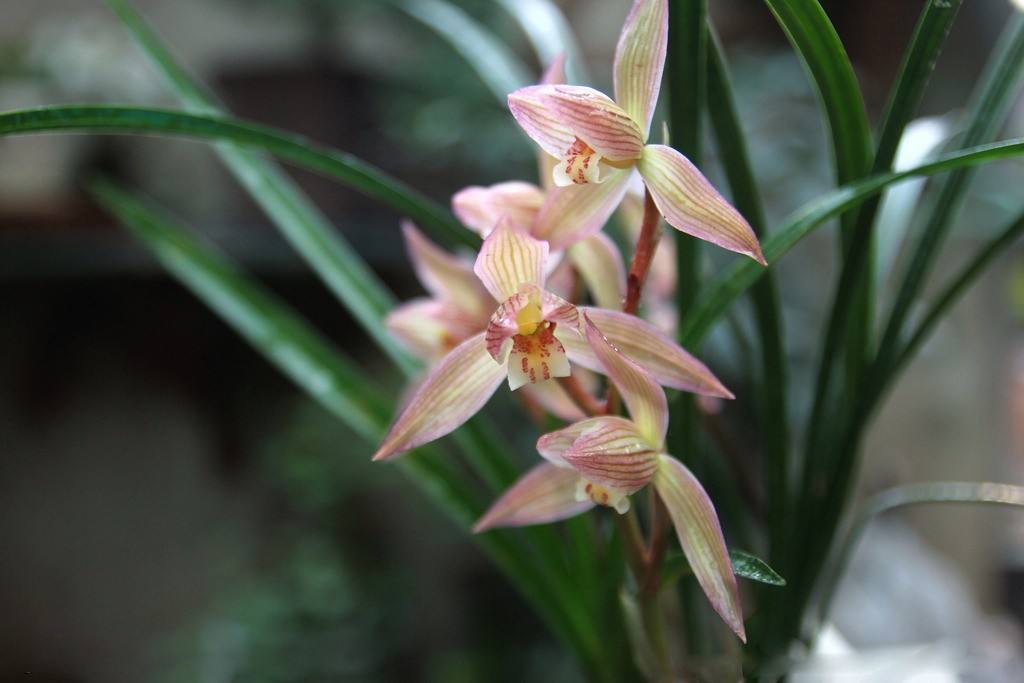  p>兰花是珍贵的观赏植物.