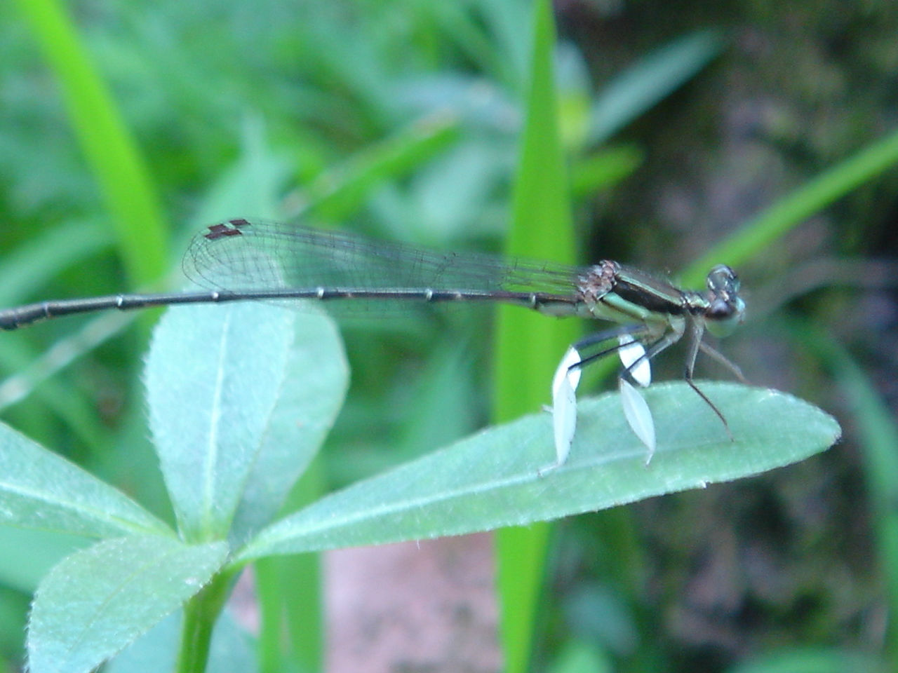  p data-id="tirqmuh3vn9f">红尾鲶是鲤形目鲶科鱼类,又名红尾鸭嘴鱼