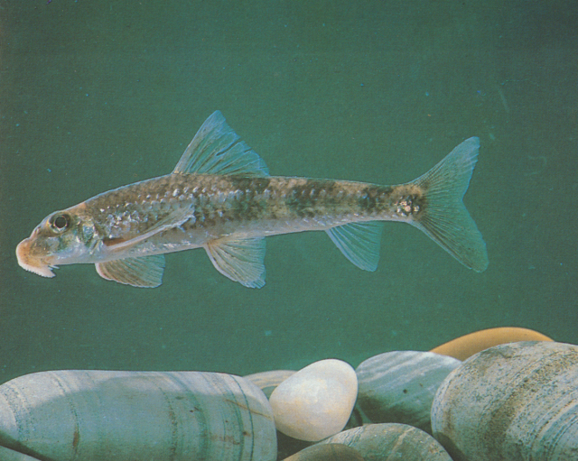 lin, 1932), a href="#">鲤科 /a> a href="#">片唇鮈属 /a>的一种