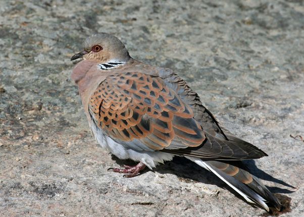  p>欧斑鸠(学名: i>streptopelia turtur /i>)体长27厘米,是一种体型