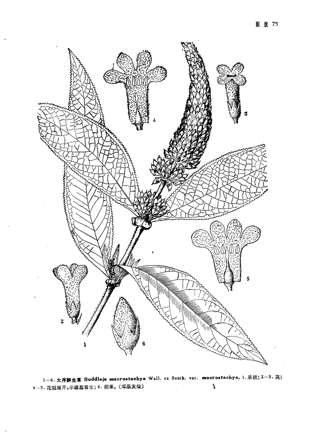  p> b>大序醉鱼草 /b>(学名: i>buddleja macrostachya /i>)为玄参科