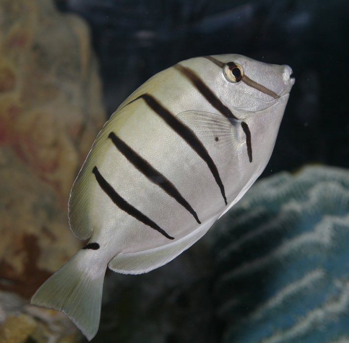  p>横带刺尾鱼(学名: i>acanthurus triostegus /i>(linnaeus,1758), 