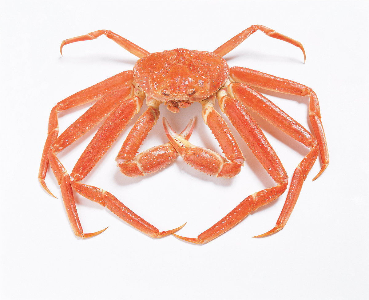  p>雪蟹:学名:灰眼雪蟹(科学命名):chionoecetes opilio, chionoece