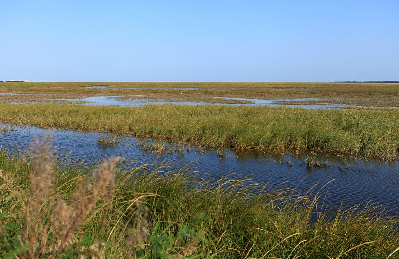 大丰国家海涂湿地公园