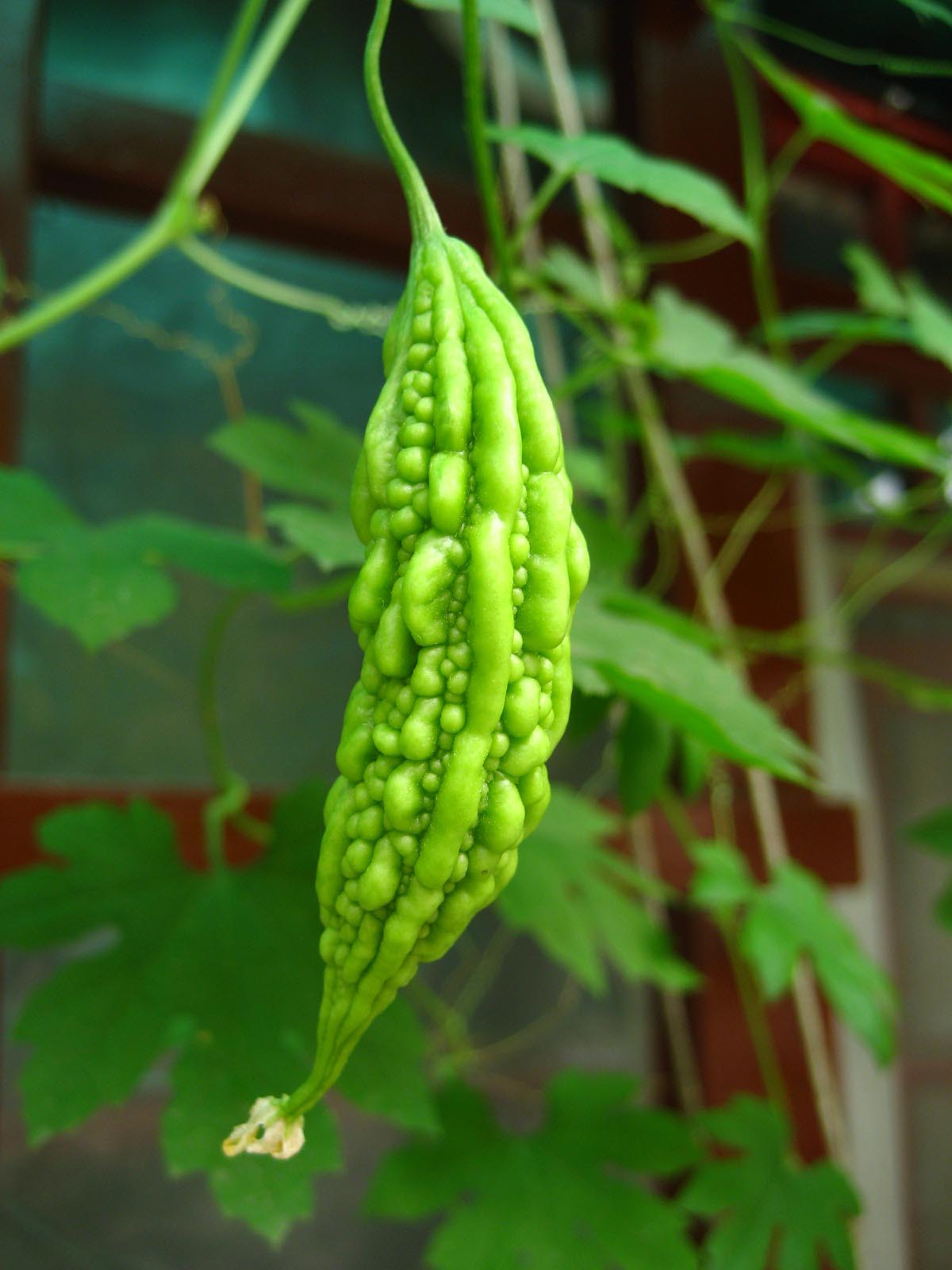 君子菜