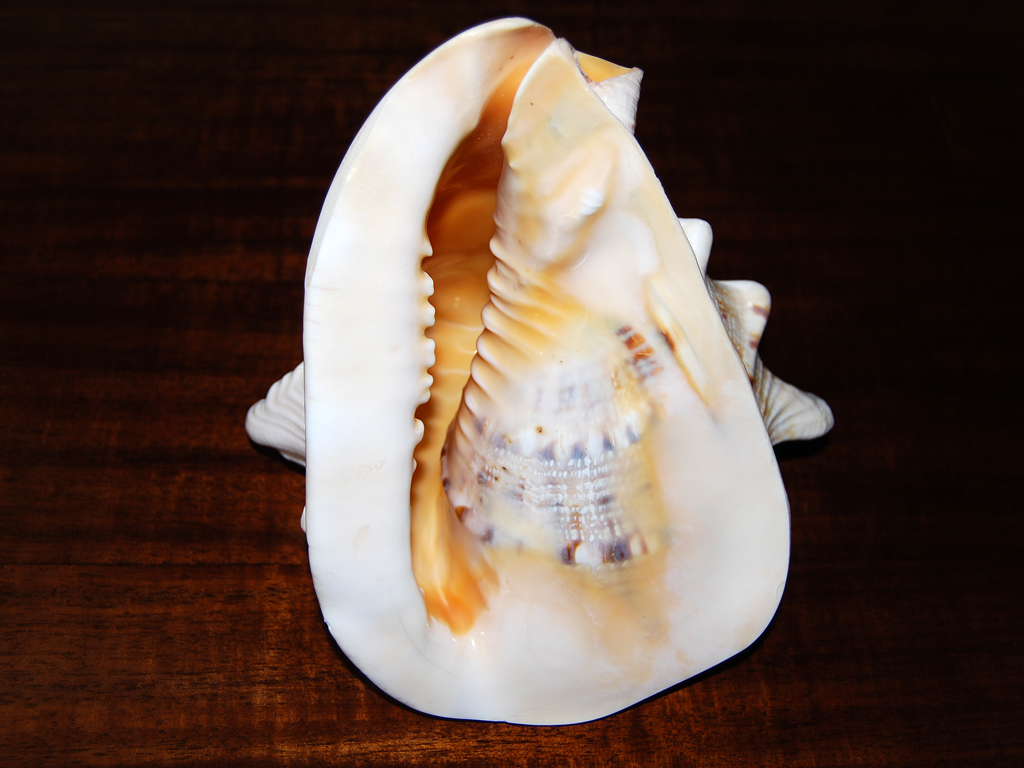  p> a target="_blank" href="/item/万宝螺/4857348" data-lemmaid="