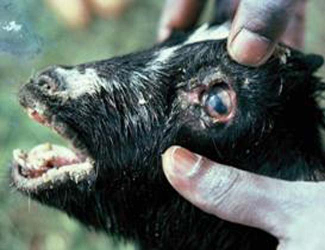 ppr)俗称 a href="#" data-lemmaid="7666972">羊瘟 /a>,又名小反刍兽