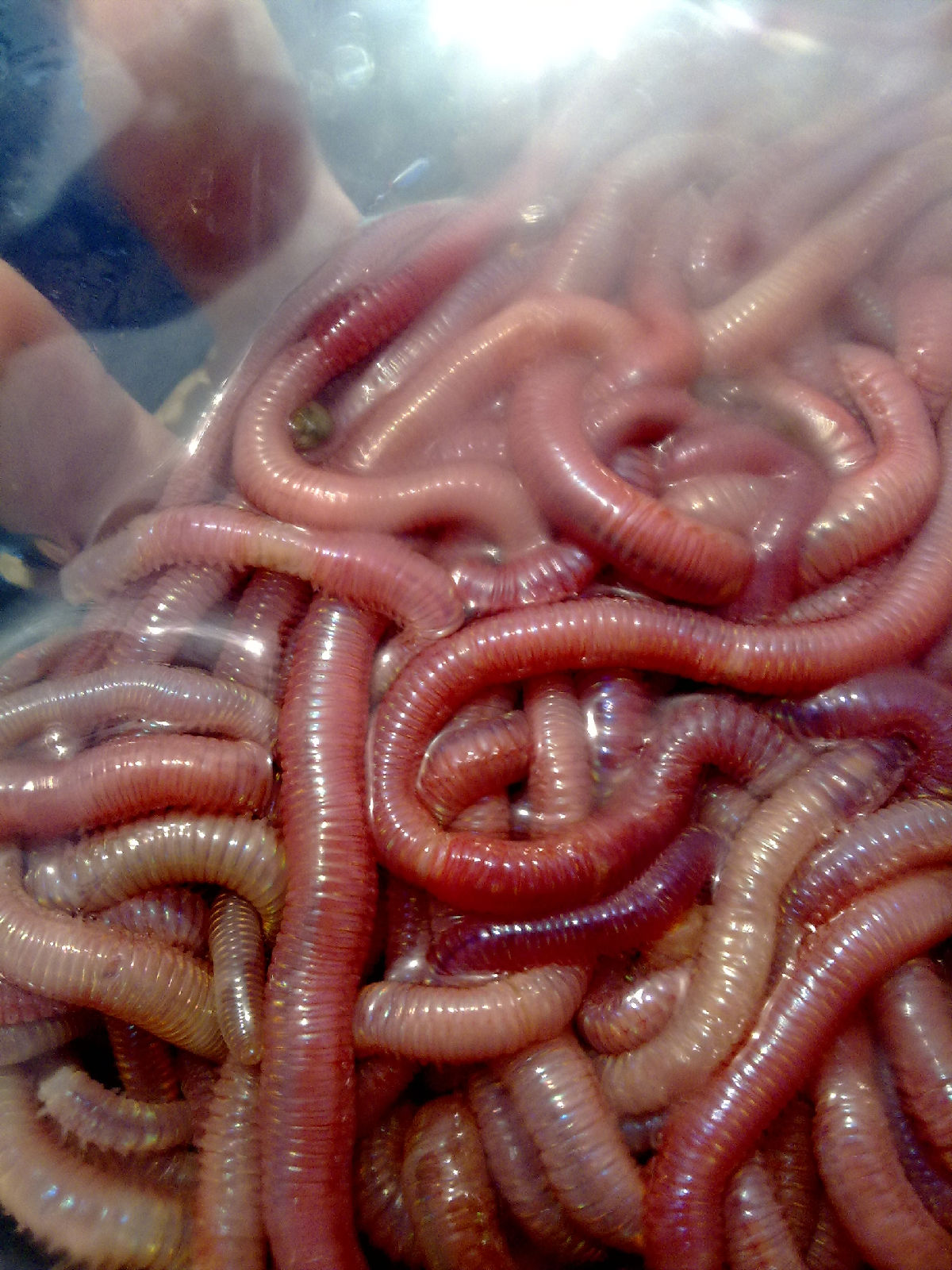  p>蚯蚓又名地龙,是 a target="_blank" href="/item/环节动物门