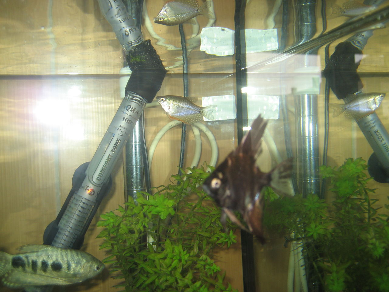 trichopterus /i>),又名蓝线鳍鱼,蓝曼龙,蓝星鱼,三点斗鱼