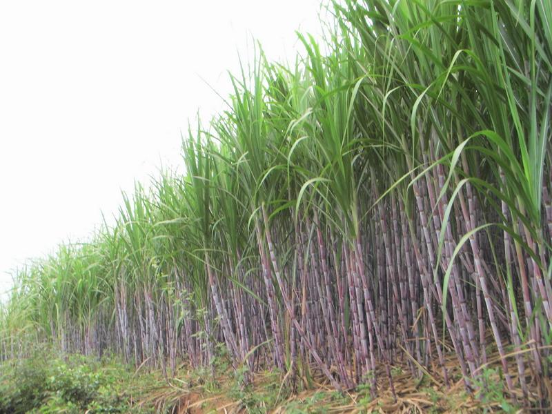 1摄氏度,年降水量1100毫米,适宜种植水稻,玉米,甘蔗,芭蕉等农作物.