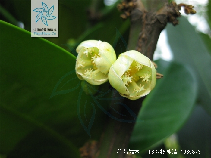  p> a href="#">菲岛福木 /a>,别名:福木,福树,拉丁文名:garcinia sub