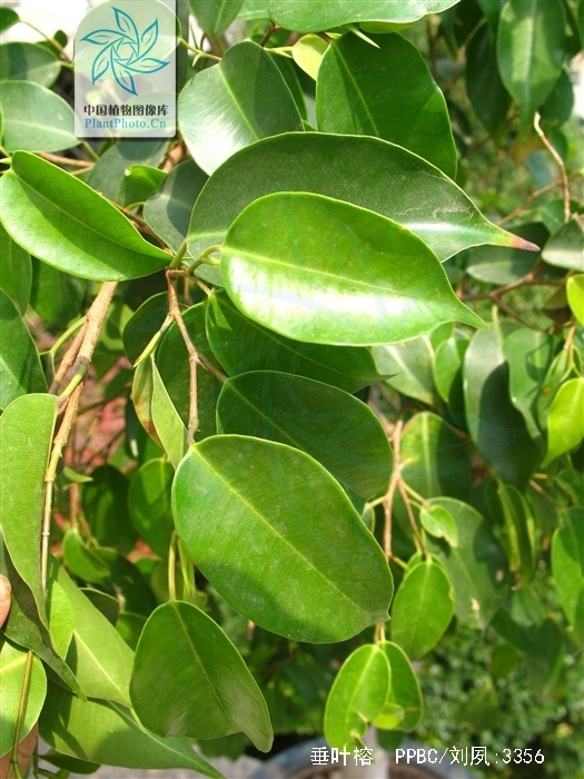  p>垂叶榕(学名: i>ficus benjamina  /i>l.)桑科植物.