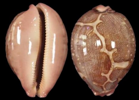  p>地图宝螺(学名:leporicypraea mappa mappa)是腹足纲宝螺科的 a