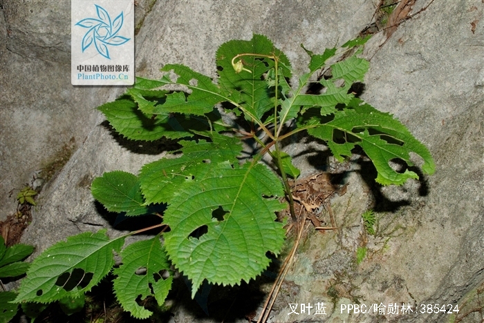  p>叉叶蓝又名银梅草, a href="#" data-lemma