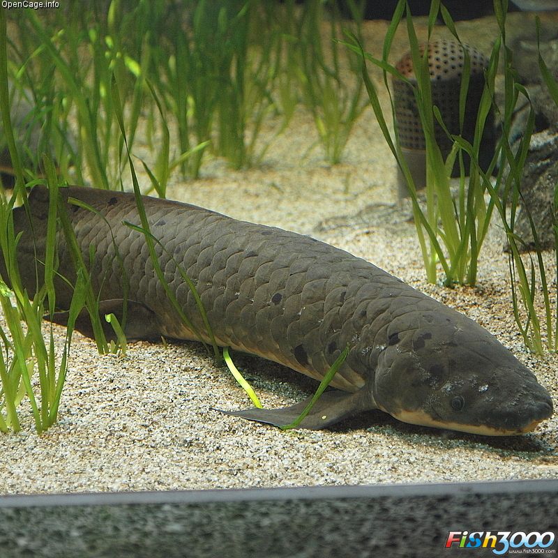  p>澳大利亚肺鱼(neoceratodus forsteri)又称澳洲肺鱼,昆士兰肺鱼,为