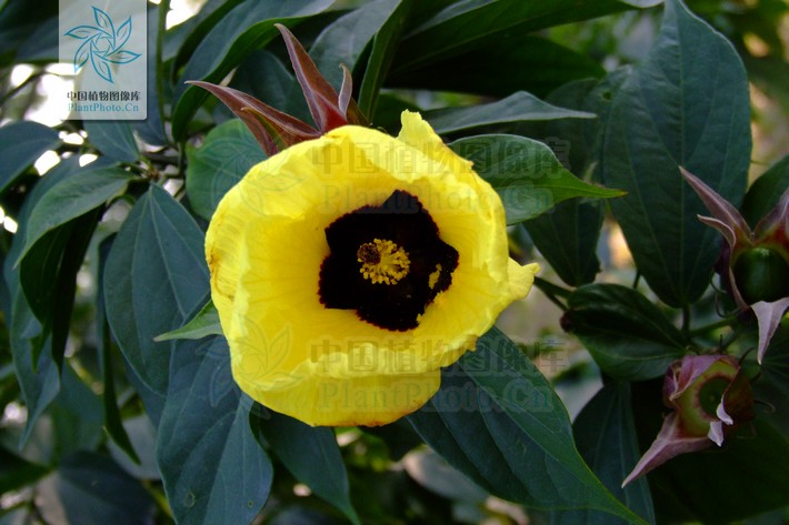  p>樟叶槿(hibiscus grewiifolius hassk)为锦葵科木槿属植物.