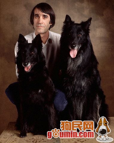 比利时黑色牧羊犬