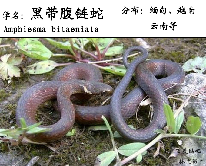 黑带腹链蛇