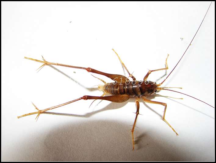  p data-id="tirsan0rsptz">跳虫是弹尾目棘跳虫科小型昆虫的通称.