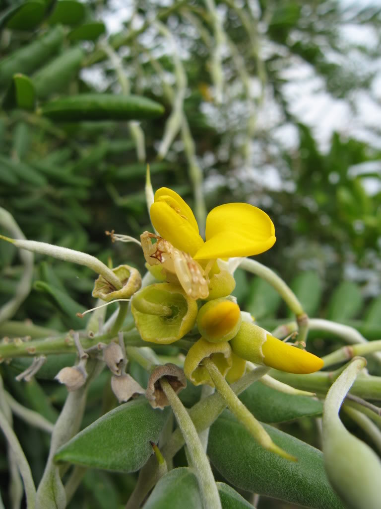  p>绒毛崖豆属于 a target="_blank" href="/item/豆科/3672199" data